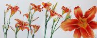 Orange Daylillies - Watercolour And Ink Paintings - By Julia Patience, Realism Painting Artist