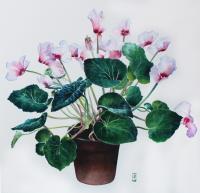 Flower Paintings - Pot Of Cyclamens - Watercolour
