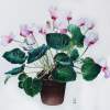 Pot Of Cyclamens - Watercolour Paintings - By Julia Patience, Realism Painting Artist