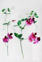 Flower Paintings - Wild Sweet Peas - Watercolour