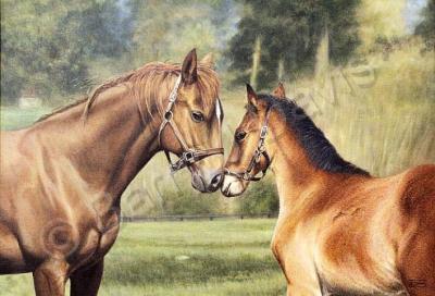 Equine Art - Gentle Kiss - Oil On Canvas