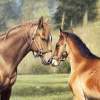 Gentle Kiss - Oil On Canvas Paintings - By Barry J Davis, Realism Painting Artist