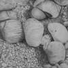 Jaeren Beach Detail - Pencil Drawings - By Fred Hebing, Realism Drawing Artist