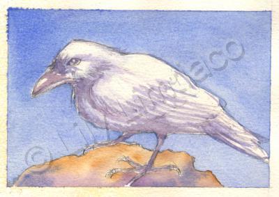 Watercolor - Study For White Crow - Watercolor