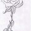 The Rose As A Gift - Lead Drawings - By Brandon Brown, Pencil Drawing Artist