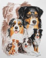 Australian Shepherd - Watercolor Enhanced Colored Pe Mixed Media - By Barbara Keith, Realism Mixed Media Artist