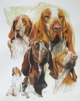 Ghost Series Animals - Bracco Italiano - Watercolor Enhanced Colored Pe