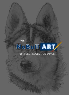 Designer Dogs - Alaskan Klee Kai - Graphite
