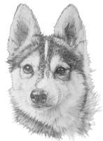 Alaskan Klee Kai - Graphite Drawings - By Barbara Keith, Realism Drawing Artist