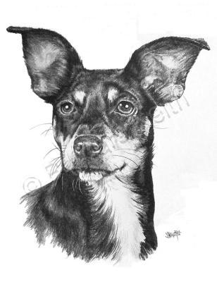 Designer Dogs - Chiweenie - Graphite