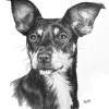 Chiweenie - Graphite Drawings - By Barbara Keith, Realism Drawing Artist