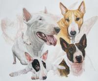 Bull Terrier - Watercolor Enhanced Colored Pe Mixed Media - By Barbara Keith, Realism Mixed Media Artist