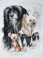 Chinese Crested And Powderpuff - Watercolor Enhanced Colored Pe Mixed Media - By Barbara Keith, Realism Mixed Media Artist
