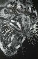 Temper - Colored Pencil Drawings - By Barbara Keith, Realism Drawing Artist