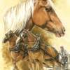 Belgian Draft Horse - Watercolor Enhanced Colored Pe Mixed Media - By Barbara Keith, Realism Mixed Media Artist
