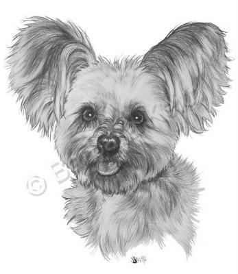 Designer Dogs - Malti-Pom - Graphite