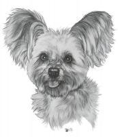 Malti-Pom - Graphite Drawings - By Barbara Keith, Realism Drawing Artist