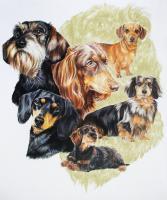 Ghost Series Animals - Dachshund - Watercolor Enhanced Colored Pe