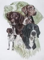 German Short-Haired Pointer - Watercolor Enhanced Colored Pe Mixed Media - By Barbara Keith, Realism Mixed Media Artist