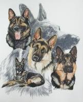 German Shepherd - Watercolor Enhanced Colored Pe Mixed Media - By Barbara Keith, Realism Mixed Media Artist