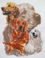 Golden Retriever - Watercolor Enhanced Colored Pe Mixed Media - By Barbara Keith, Realism Mixed Media Artist