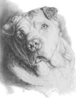 Ori-Pei - Graphite Drawings - By Barbara Keith, Realism Drawing Artist