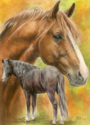 Beautiful Breeds - Equine - Dutch Warmblood - Watercolor Enhanced Colored Pe