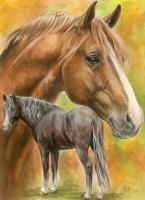 Dutch Warmblood - Watercolor Enhanced Colored Pe Mixed Media - By Barbara Keith, Realism Mixed Media Artist