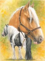 Irish Cob - Watercolor Enhanced Colored Pe Mixed Media - By Barbara Keith, Realism Mixed Media Artist