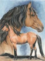 Kiger Mustang - Watercolor Enhanced Colored Pe Mixed Media - By Barbara Keith, Realism Mixed Media Artist