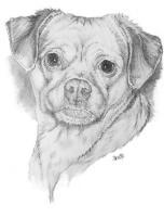 Designer Dogs - Pugwawa - Graphite