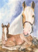 Missouri Fox Trotter - Watercolor Enhanced Colored Pe Mixed Media - By Barbara Keith, Realism Mixed Media Artist