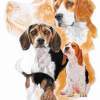 Beagle With Ghost Image - Watercolor Enhanced Colored Pe Mixed Media - By Barbara Keith, Realism Mixed Media Artist