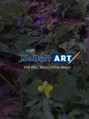 Wildflowers - Violets - Color Photography