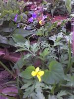 Wildflowers - Violets - Color Photography