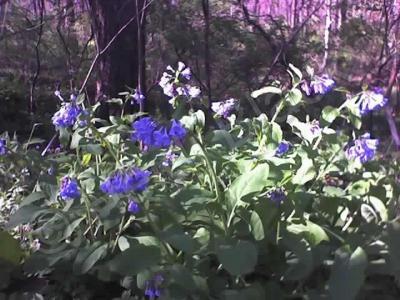 Wildflowers - Virginia Bluebells - Color Photography