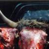 Cattlegrind No5 - Photography Photography - By Travis Mullins, Horror Photography Artist