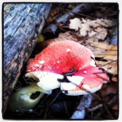 Photography - Shroom Series No1 - Photos