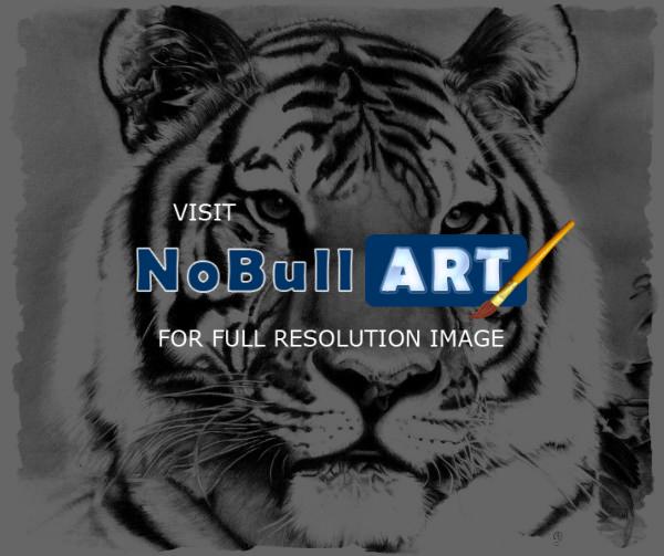 Pencil Drawings Of Animals - Tiger Pencil Drawing - Pencil  Paper