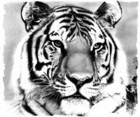 Tiger Pencil Drawing - Pencil  Paper Drawings - By Debbie Engel, Realism Drawing Artist