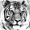 Tiger Pencil Drawing - Pencil  Paper Drawings - By Debbie Engel, Realism Drawing Artist