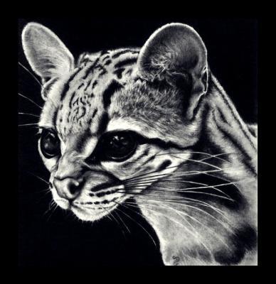 Pencil Drawings Of Animals - Ocelot Pencil Drawing - Pencil  Paper