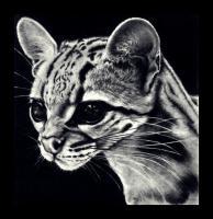 Ocelot Pencil Drawing - Pencil  Paper Drawings - By Debbie Engel, Realism Drawing Artist