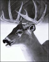 Pencil Drawing Of A Deer - Pencil  Paper Drawings - By Debbie Engel, Realism Drawing Artist