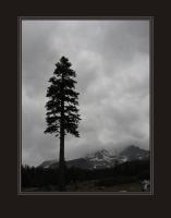 Photography - Lone Pine At Mt Shasta - Digital