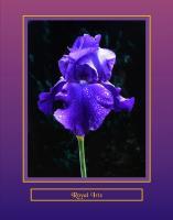 Royal Iris - Digital Photography - By Georg Von Muldau, Digital Photography Artist