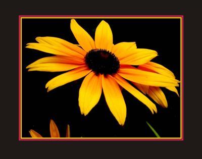 Photography - Rudbeckia 1 - Digital