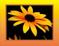 Rudbeckia 2 - Digital Photography - By Georg Von Muldau, Digital Photography Artist