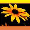 Rudbeckia 2 - Digital Photography - By Georg Von Muldau, Digital Photography Artist