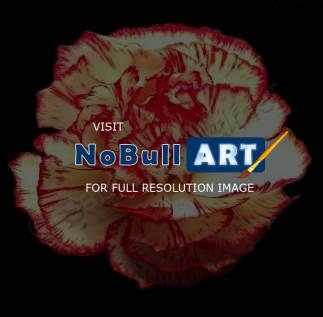 Photography - Flower - Digital